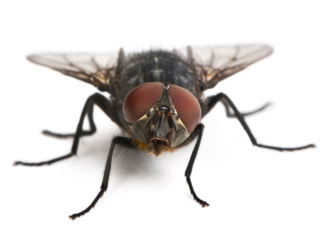 Common house fly starts&nbsp;war